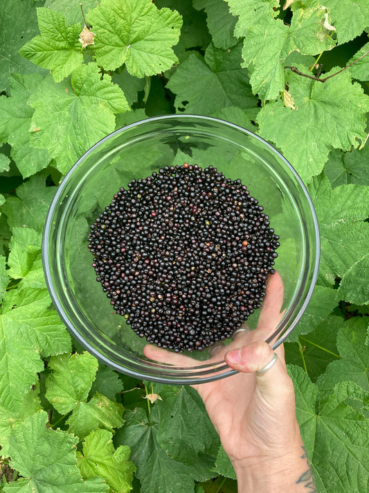 HOW TO MAKE ELDERBERRY SYRUP